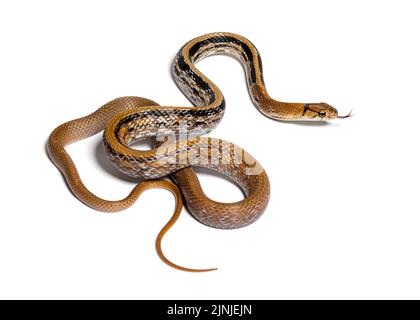 Copperhead ratto serpente lingua fuori, Coelognathus radiatus, isolato su bianco Foto Stock