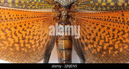 Particolare dell'ala del gigante grasshopper dalle ali rosse, lubber grasshopper Foto Stock