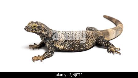 Sauromalus ater - chuckwalla comune, specie di iguana, isolato su bianco Foto Stock