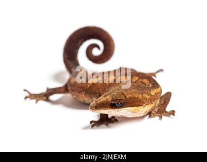 Gecko gatto - Aeluroscalabotes felinus, isolato su bianco Foto Stock