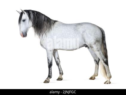 Bianco cavallo lusitano in piedi di fronte, vista laterale, isolato su bianco Foto Stock