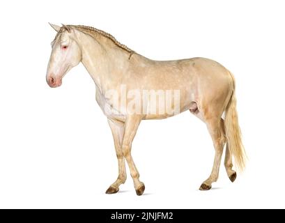 Cavallo Lusitano a piedi di fronte, vista laterale, isolato su bianco Foto Stock