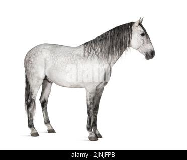 Bianco cavallo lusitano in piedi di fronte, vista laterale isolato su bianco Foto Stock