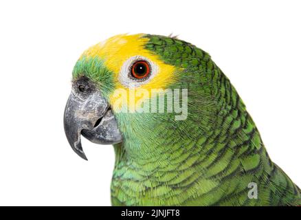 Pappagallo dalla facciata blu, Amazona aestiva, isolato su bianco Foto Stock