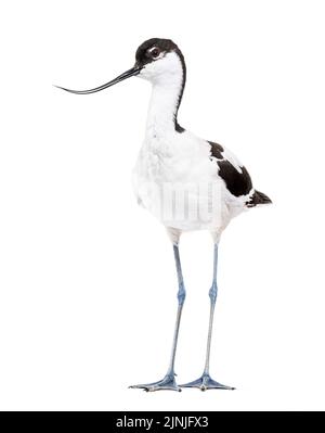 Avocet pied, Recurvirostra avosetta, wader bianco e nero, famiglia stilt, isolato su bianco Foto Stock