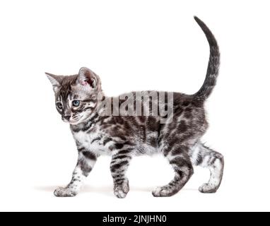 Vista laterale di un gattino bengala dagli occhi blu che cammina, isolato su bianco Foto Stock