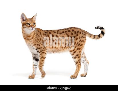 Vista laterale di una savana F1 gatto, è un ibrido gatto croce tra un servo e un gatto domestico, isolato su bianco Foto Stock