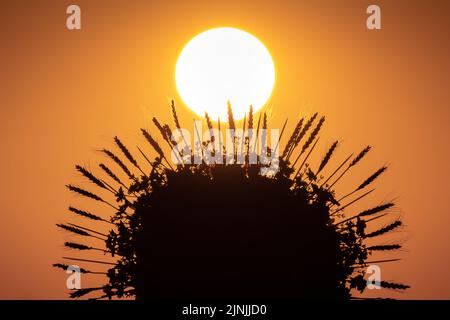 Londra, Regno Unito. 11th agosto, 2022. UK Weather: Una signora inglese-Ucraina che indossa una tradizionale corona floreale guarda il tramonto dalla cima di Greenwich Park. Credit: Guy Corbishley/Alamy Live News Foto Stock