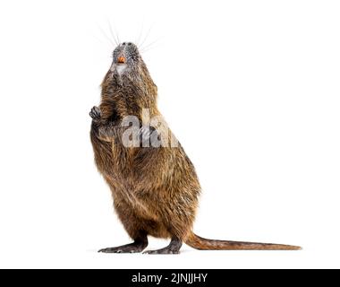 Coypu in piedi sulle zampe posteriori, Myocastor coypus, isolato su bianco Foto Stock