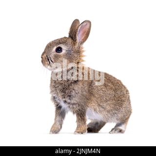 Vista laterale di un giovane coniglio europeo, Oryctolagus cuniculus Foto Stock