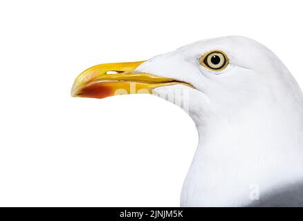 Primo piano sulla testa di gabbiano di aringa europea, Larus argentatus, Foto Stock