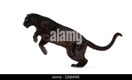 leopardo nero punteggiato, panthera pardus, balzare, isolato su bianco Foto Stock