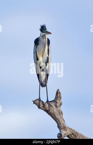 Coheri (Ardea cocoi), guardando fuori su un ramo morto, Brasile, Pantanal Foto Stock