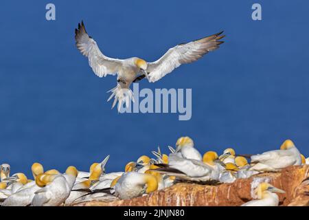 Gannet settentrionale (Sula bassana, Morus bassanus), in avvicinamento alla colonia, Germania, Schleswig-Holstein, Heligoland, NSG Lummenfelsen der Insel Helgoland Foto Stock