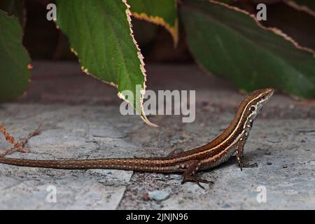 Lucertola di Gomeras Boettger (Gallotia caesaris gomerae, Gallotia gomerae, Lacerta galloti gomerae), endemica su la Gomera, femmina, Isole Canarie, la Foto Stock