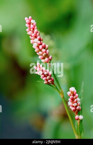 Redshank, Persicaria, Redleg, Lady's-thumb, Ladysthumb punteggiato, Gambetta (Polygonum persicaria, Persicaria maculosa), infiorescenze, Germania, Nord Foto Stock