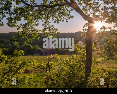 Umore serale al Parco Naturale Huettener Berge nel mese di giugno, Germania, Schleswig-Holstein Foto Stock