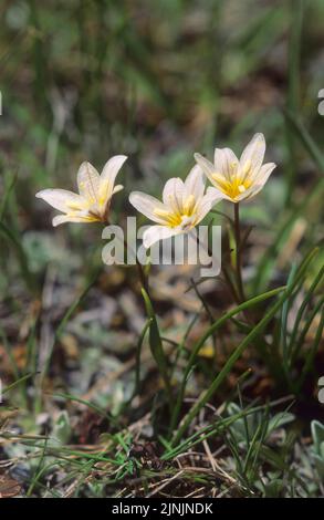 spiderwort di montagna, giglio di Snowdon (Lloydia serotina, Gagea serotina), fioritura, Austria Foto Stock