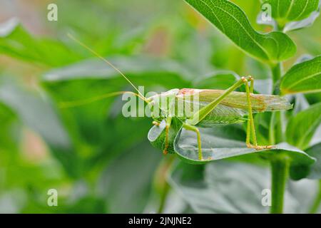 Grande cricket-Bush verde, cricket-Bush verde (Tettigonia viridissima), siede su una foglia, Germania, Nord Reno-Westfalia Foto Stock
