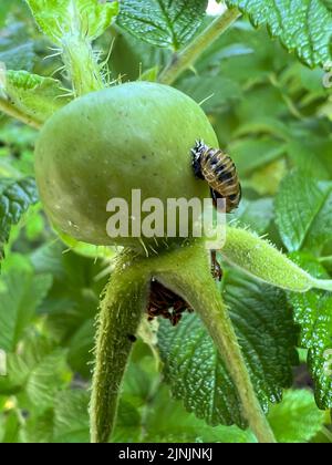 ladybirds, coleotteri ladybird, coleotteri ladybugs (Coccinellidae), pupa di un ladybirdon un'anca di rosa, Germania Foto Stock