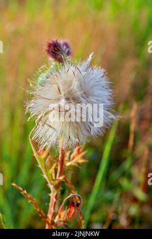 Cardo di toro, cardo comune, cardo di spora (Cirsium vulgare, Cirsium lanceolatum), fruttato, Germania, Renania settentrionale-Vestfalia Foto Stock