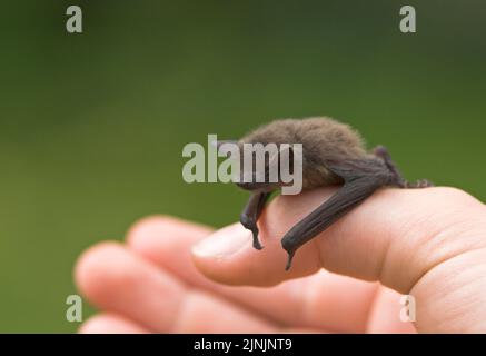 Comune (pipistrelle Pipistrellus pipistrellus), su un lato, Germania Foto Stock