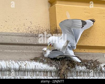 Kittiwake con zampe nere (Rissa tridactyla, Larus tridactyla), kittiwakes con zampe nere sul loro nido, Norvegia, Troms Foto Stock