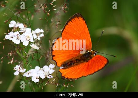 Rame scarso (Heodes virgaureae, Lycaena virgaureae, Chrysophanus virgaureae), maschio, Germania Foto Stock