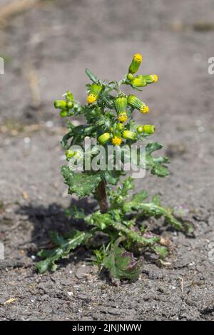 Common groundsel, old-man-in-the-molla (Senecio vulgaris), fioritura, Germania Foto Stock