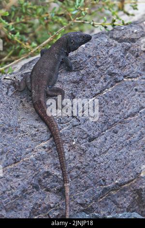 Lucertola di Gomeras Boettger (Gallotia caesaris gomerae, Gallotia gomerae, Lacerta galloti gomerae), endemica su la Gomera, maschile, delle Isole Canarie, la Foto Stock