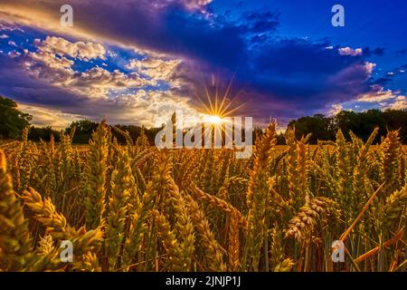Grano da pane, grano coltivato (Triticum aestivum), campo di grano in controluce, HDR, Germania Foto Stock
