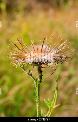 Cardo di toro, cardo comune, cardo di spora (Cirsium vulgare, Cirsium lanceolatum), fruttato, Germania, Renania settentrionale-Vestfalia Foto Stock