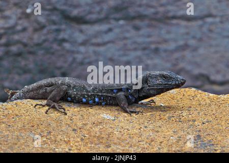 Lucertola di Gomeras Boettger (Gallotia caesaris gomerae, Gallotia gomerae, Lacerta galloti gomerae), endemica su la Gomera, maschile, delle Isole Canarie, la Foto Stock