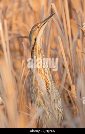 Bittero americano (Botaurus lentiginosus), in posizione difensiva, Canada, Manitoba, Riding Mountain National Park Foto Stock