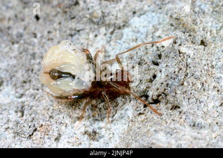 Schizomid (Zomus bagnallii), femmina con ninfe Foto Stock