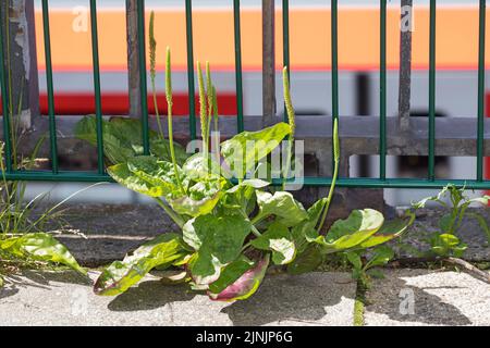 Comune plantano, grande plantano, plantano a foglia larga, plantano capezzolo-seme (Plantago maggiore), con infiorescenze, Germania Foto Stock