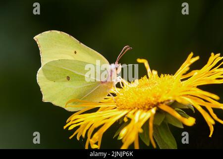 Brimstone (Gonepteryx rhamni), succhiando nettare da un fiore giallo, Germania Foto Stock