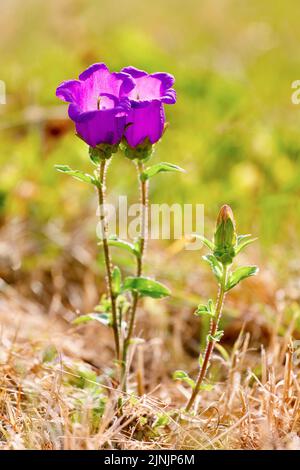 Campane di Canterbury, Campanula (Campanula medium), fioritura Foto Stock