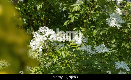 Fiori diversi in un giardino in estate Foto Stock
