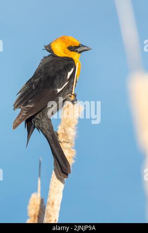 Uccello dalla testa gialla (Xanthocephalus xanthocephalus), maschio arroccato su un bullrush, Canada, Manitoba, Oak Hammock palude Wetland Foto Stock