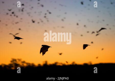 Pipistrello di frutta nera, volpe volanti nera (Pteropus alecto), grande sciame in volo nel cielo serale, silhouette, Australia, territorio del Nord, Nitmiluk Foto Stock