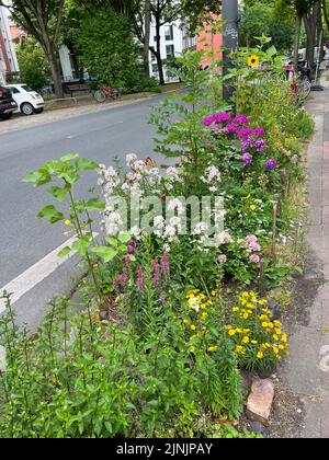 wildflower striscia lungo una strada, Germania, Amburgo Foto Stock