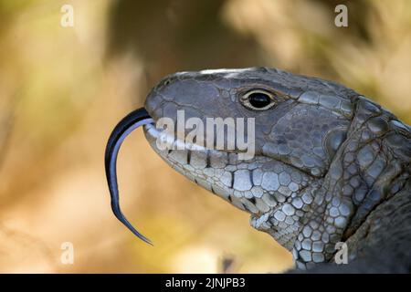 Lucertola di caiman del nord (Dracaena quianensis), darting la relativa lingua dentro e fuori, ritratto, Brasile, Pantanal Foto Stock