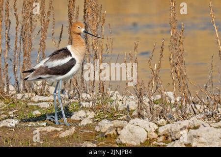 Avoceto americano (Recurvirostra americana), si trova sulla riva, Canada, Manitoba, Oak amaca palude Wetland Foto Stock