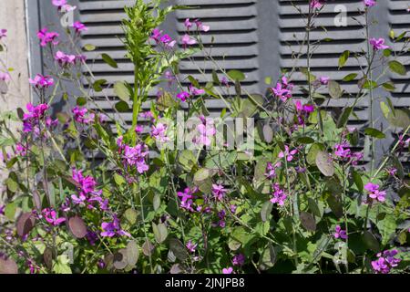 Honesty Plant, Annual Honesty (Lunaria annua), scappato a un muro di casa, Germania Foto Stock