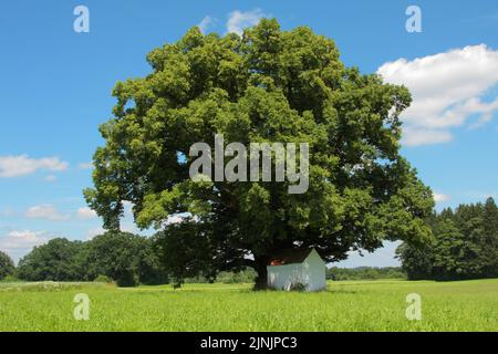 Lime a foglia piccola, littleleaf linden, linden a foglia piccola (Tilia cordata), Marienlinde di 500 anni, fioritura, Germania, Baviera Foto Stock