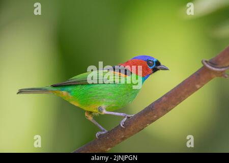 Tanager a collo rosso (Tangara cianocephala), appollaiato su un ramo, vista laterale, Brasile, Mata Atlantica, Parco Nazionale di Itatiaia Foto Stock
