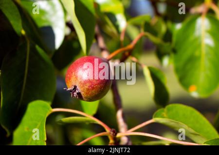 Pere dolci e succose nel giardino estivo con foglie sullo sfondo Foto Stock