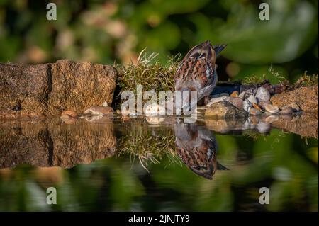 Maschio Casa Sparrow acqua potabile dal bordo di una piscina con perfetto riflesso Foto Stock