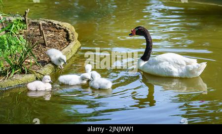 Cigno a collo nero con molti cigni piccoli intorno ad esso. Foto Stock